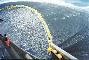 over-fishing for fish oil supplements