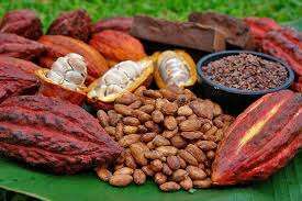 cacao crop