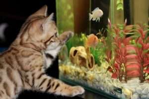 ecofriendly pet care - for fish