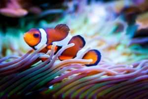 ecofriendly pet care - clownfish