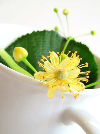 lime flower herbal remedies