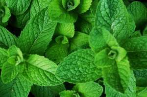 herbal remedies with mint