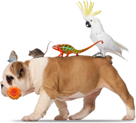 ecofriendly pet care - adopt pets